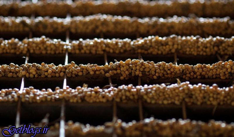 آیا دانه‌های سویای وارداتی از آمریکا سالم هستند؟ ، رشد خیره‌کننده صادرات دانه سویای آمریکا به ایران